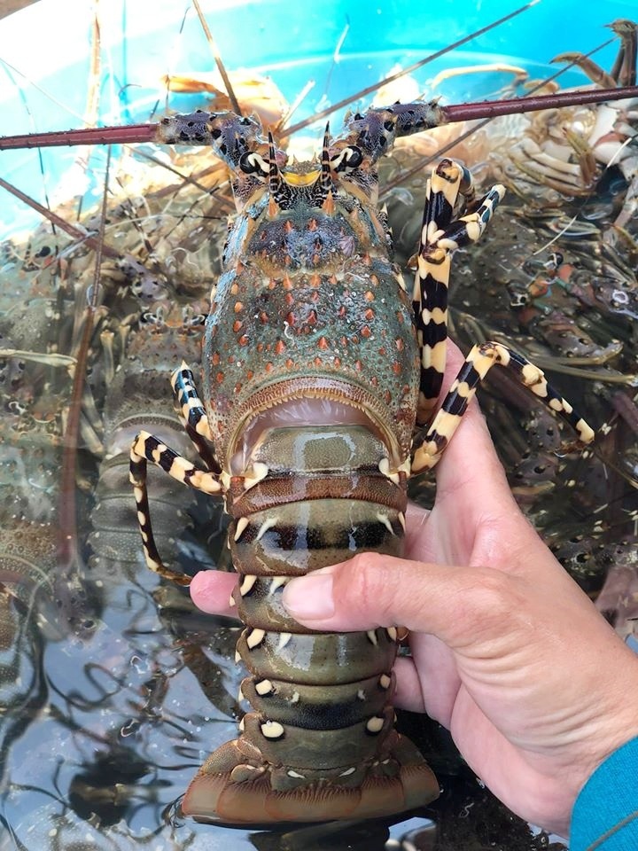 Tôm hùm rớt giá chưa từng thấy, 150.000 đồng/con - 2 Tôm hùm rớt giá chưa từng thấy, 150.000 đồng/con - 2