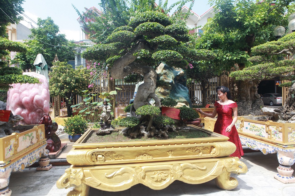Chiêm ngưỡng cây duối cổ độc nhất vô nhị, trả giá 14 tỷ đồng không bán - 1 Chiêm ngưỡng cây duối cổ độc nhất vô nhị, trả giá 14 tỷ đồng không bán - 1