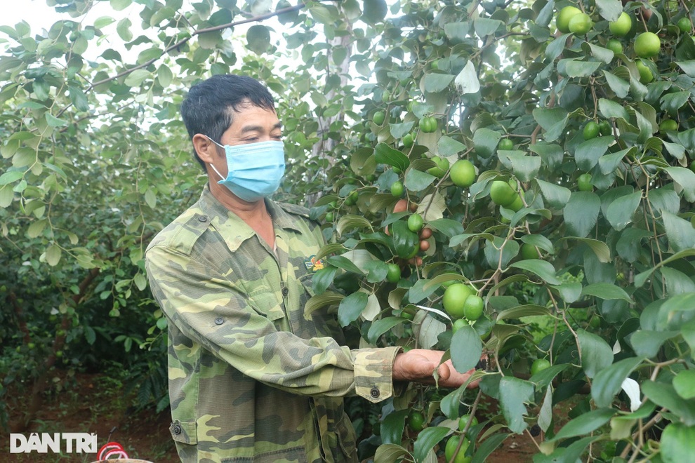 Hồ tiêu thất bát, người phụ nữ U50 mày mò trồng táo trên đất sỏi đá - 5 Hồ tiêu thất bát, người phụ nữ U50 mày mò trồng táo trên đất sỏi đá - 5