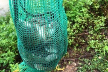 Quảng Ngãi: Săn chuột đồng mùa lũ, kiếm 400.000-500.000 đồng/ngày