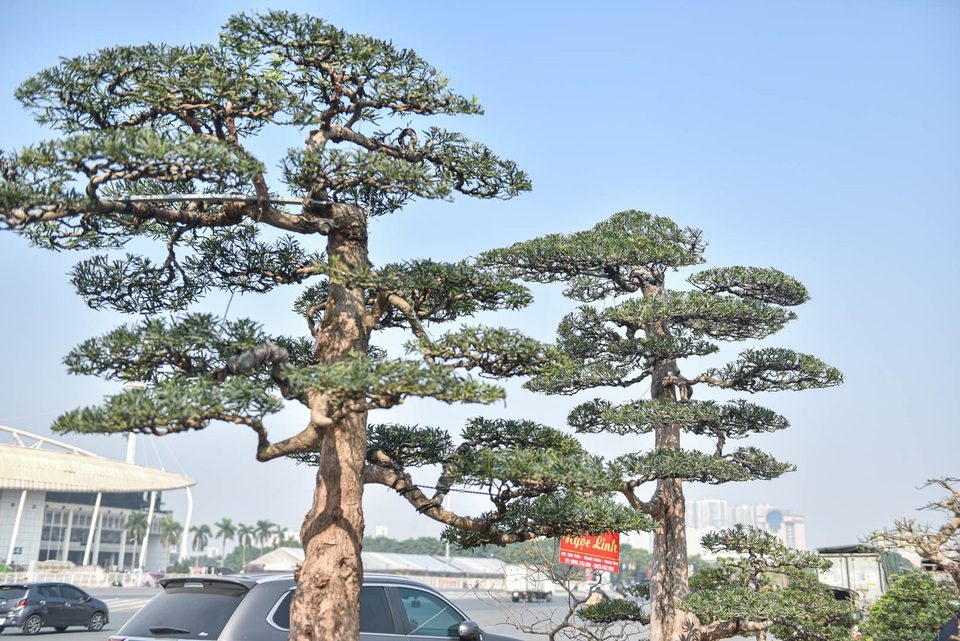 Chậu cây tùng giá hàng trăm triệu, chờ đại gia săn về đón Tết - 2 Chậu cây tùng giá hàng trăm triệu, chờ đại gia săn về đón Tết - 2
