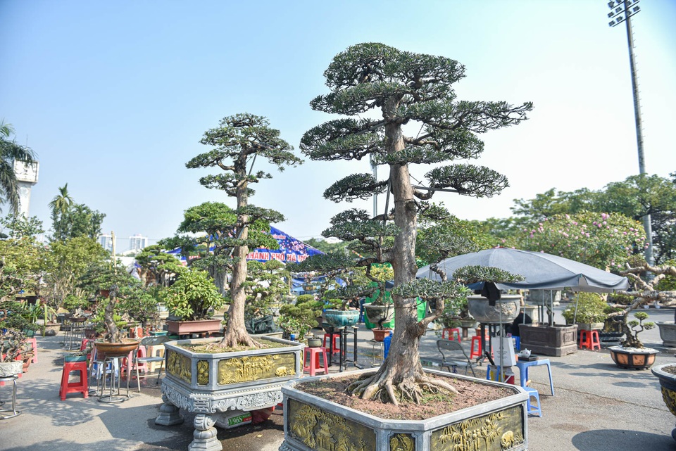 Chậu cây tùng giá hàng trăm triệu, chờ đại gia săn về đón Tết - 5 Chậu cây tùng giá hàng trăm triệu, chờ đại gia săn về đón Tết - 5