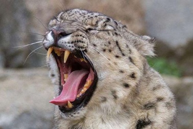 Quyên góp nước hoa cho hổ báo