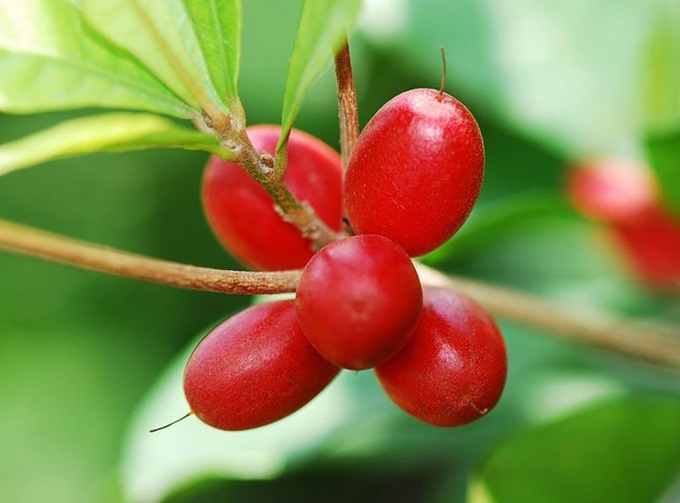 10 loại quả hiếm có khó tìm nhất thế giới nhưng Việt Nam đã có 4 trong số đó, còn mọc nhiều là đằng khác - Ảnh 8. 10 loại quả hiếm có khó tìm nhất thế giới nhưng Việt Nam đã có 4 trong số đó, còn mọc nhiều là đằng khác - Ảnh 8.