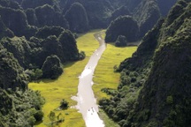 Đồng lúa Tam Cốc chín vàng rực trong miền di sản thiên nhiên thế giới