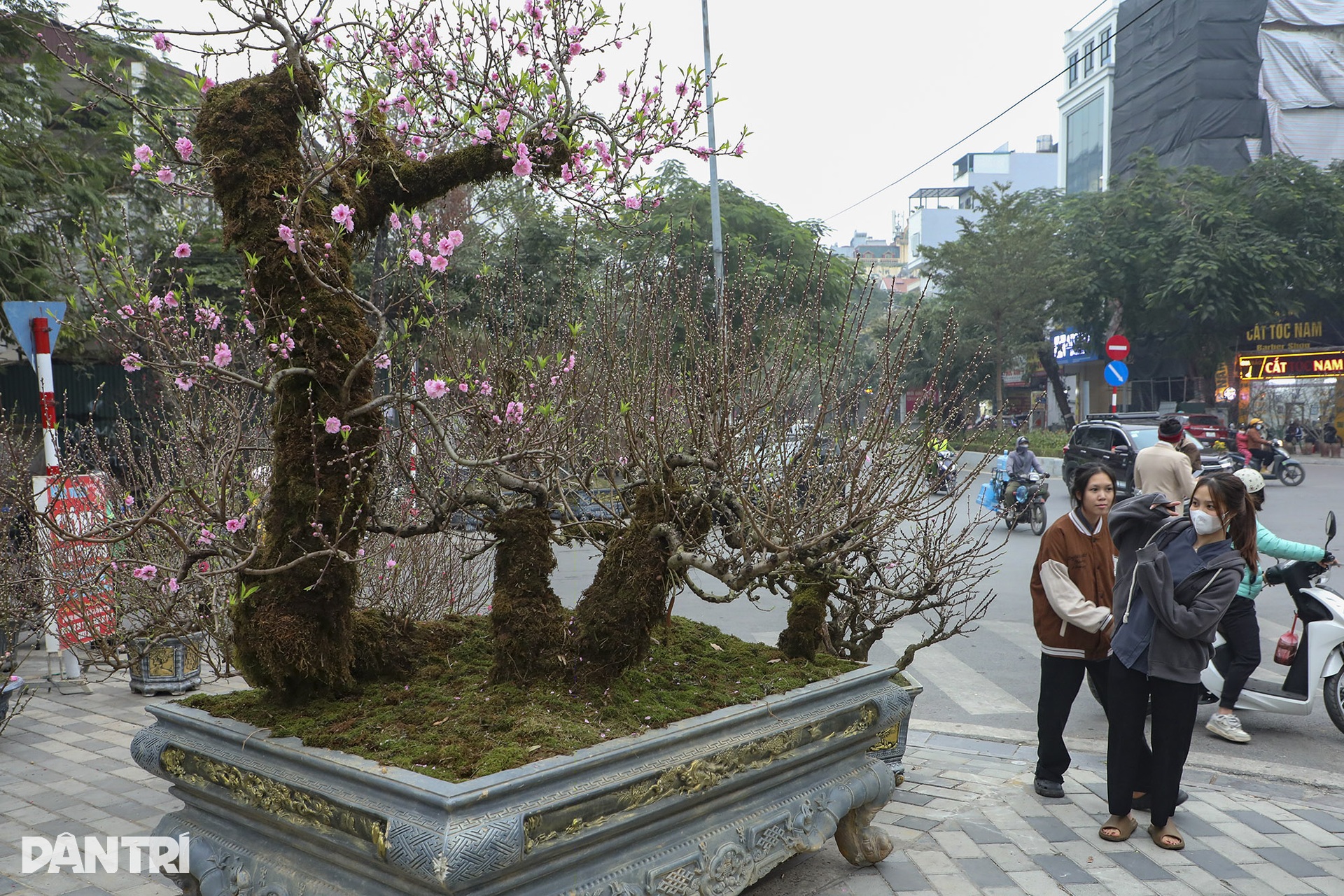 Nhộn nhịp chợ hoa Tết đường Lạc Long Quân - 9 Nhộn nhịp chợ hoa Tết đường Lạc Long Quân - 9