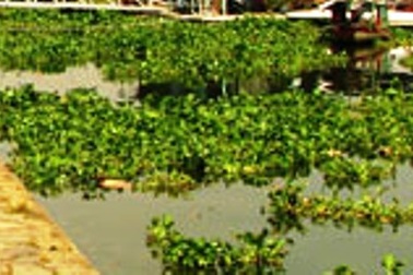 Một phụ nữ sống sót thần kỳ sau khi nhảy cầu Sài Gòn tự tử