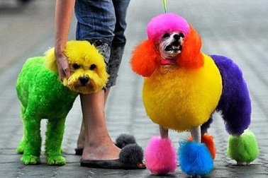 Lí do bạn không nên nhuộm lông thú cưng bằng thuốc nhuộm tóc của người