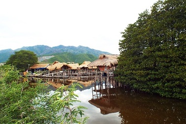 Du lịch rừng đước ngập mặn độc tôn ở phố biển Nha Trang