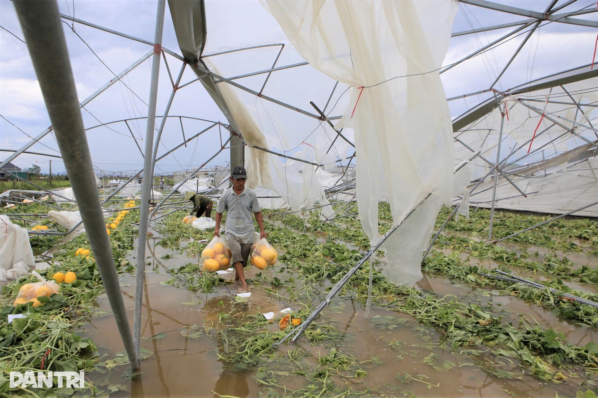 Nhà màng tiền tỷ bị bão Kajiki quật đổ, dân làng lội nước giúp chủ vớt dưa - 6