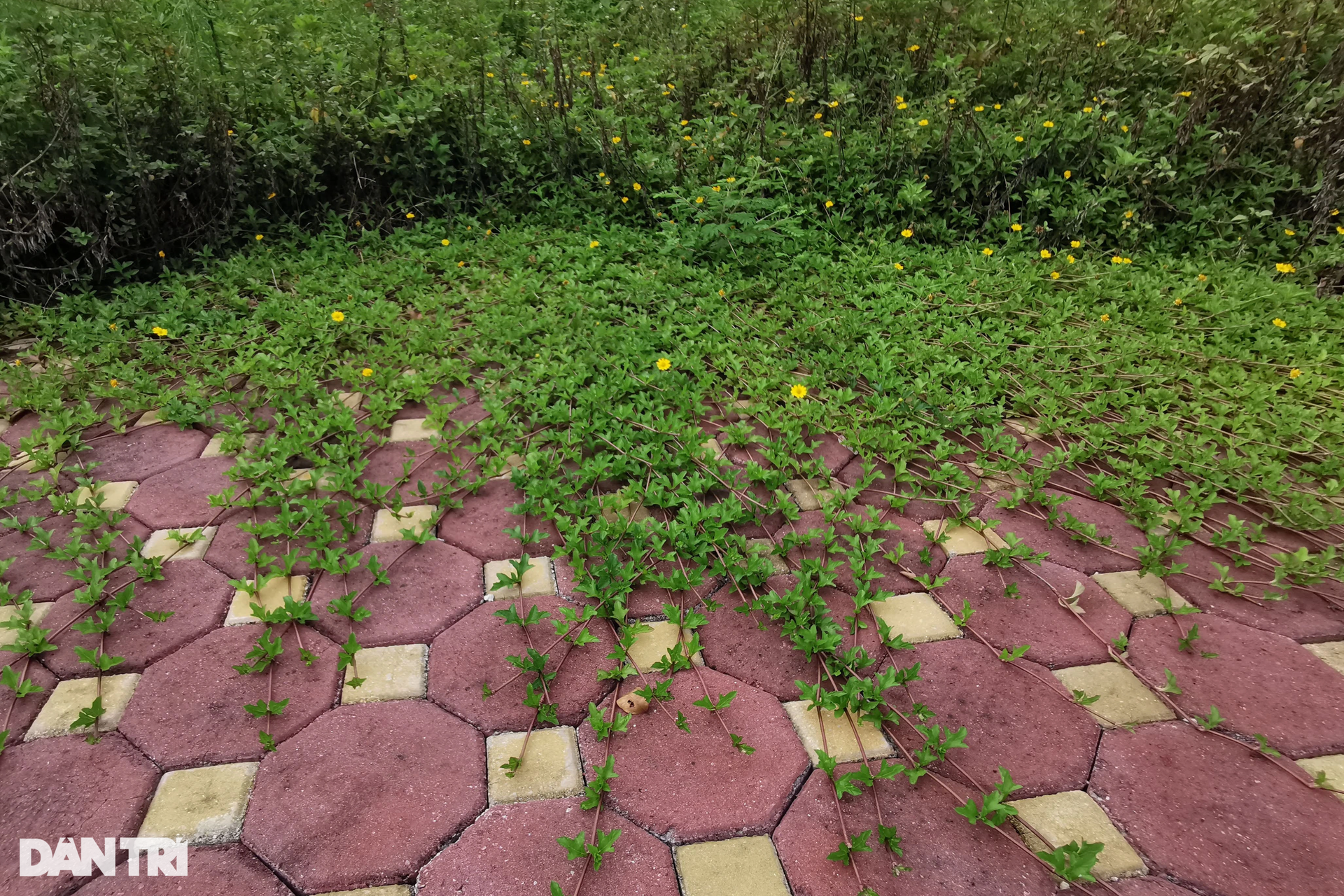 Khu đô thị gần 200ha ở Nam Định phần lớn bỏ hoang, thành nơi nuôi gia súc - 9 Khu đô thị gần 200ha ở Nam Định phần lớn bỏ hoang, thành nơi nuôi gia súc - 9