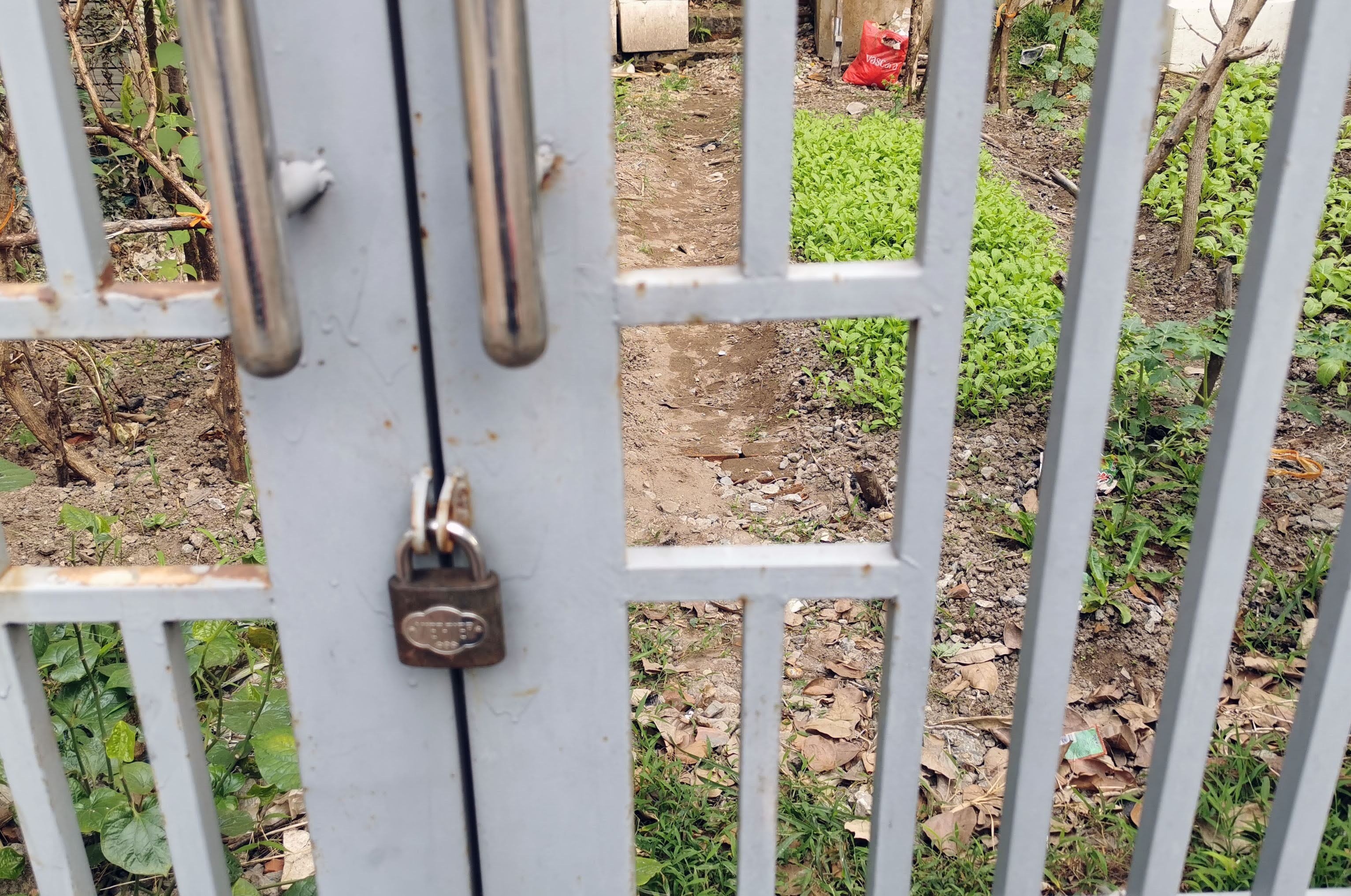 View - Chuối mọc um tùm trong biệt thự bỏ hoang ở một khu đô thị phía Tây Hà Nội | Báo Dân trí