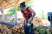 Về Bến Tre xem phụ nữ lột vỏ dừa nhanh... như máy