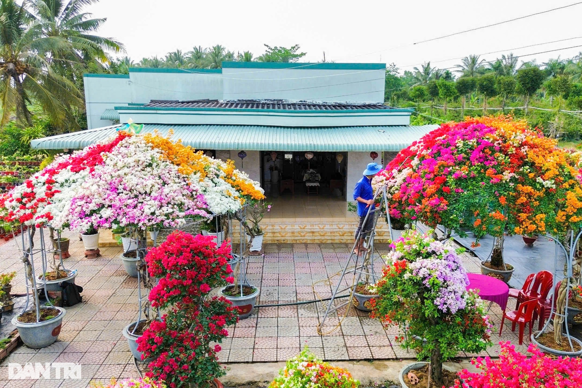 Ngắm hai cây dù khổng lồ làm từ hoa giấy của lão nông miền Tây - 1 Ngắm hai cây dù khổng lồ làm từ hoa giấy của lão nông miền Tây - 1