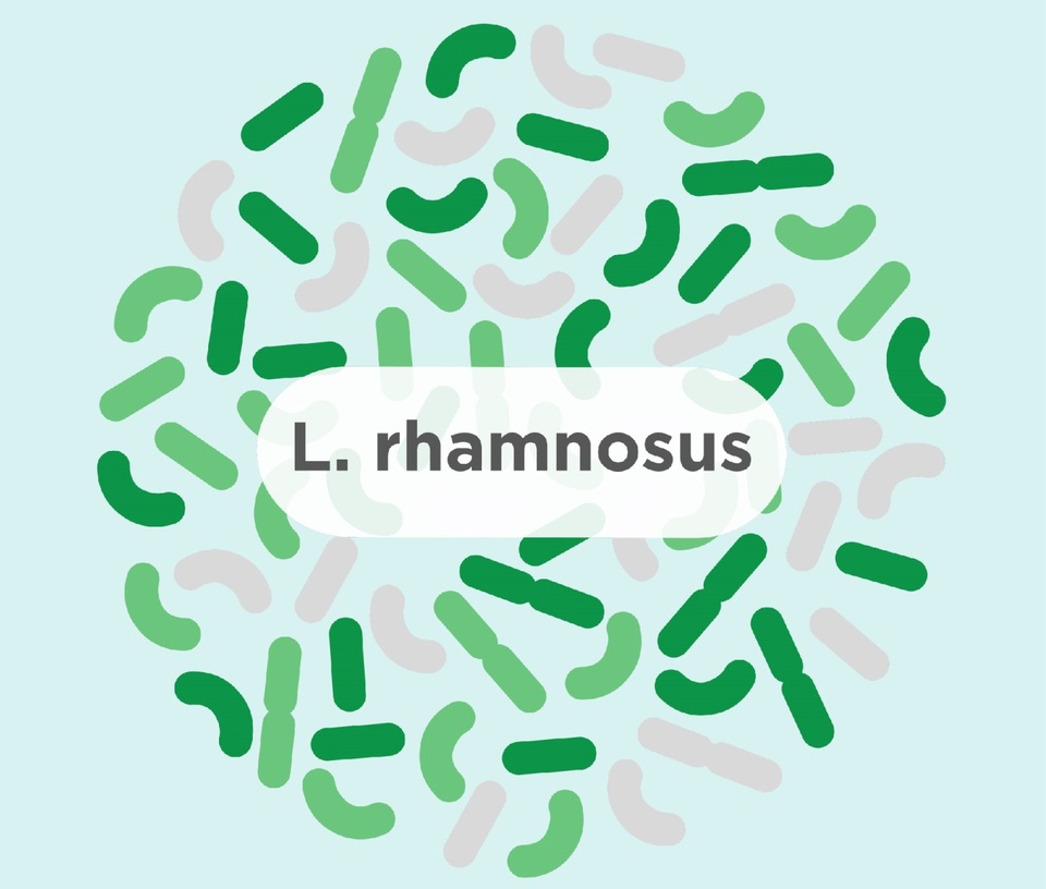 L.Rhamnosus - probiotic chuyên biệt cho trẻ sơ sinh và trẻ nhỏ - 2 L.Rhamnosus - probiotic chuyên biệt cho trẻ sơ sinh và trẻ nhỏ - 2