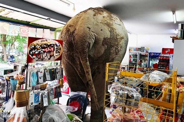 Voi hoang dã bất ngờ ghé tiệm tạp hóa "ăn vặt", chủ tiệm và khách tháo chạy