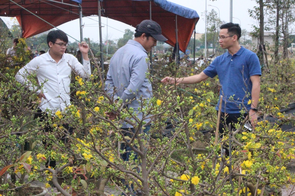 Mê mẩn với cây mai cổ thụ hơn 40 năm tuổi có giá 100 triệu đồng - 6 Mê mẩn với cây mai cổ thụ hơn 40 năm tuổi có giá 100 triệu đồng - 6