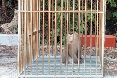 Khỉ đuôi lợn quý hiếm lạc vào nhà dân, được thả về rừng Bà Nà