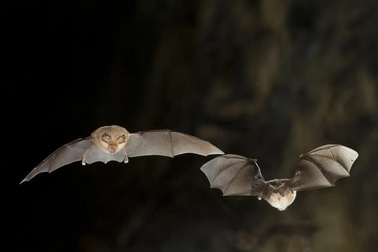 Phát hiện 3 loại virus corona mới trên dơi