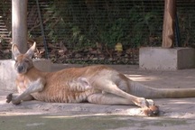 Phẫn nộ du khách Trung Quốc ném gạch chết chuột túi trong sở thú