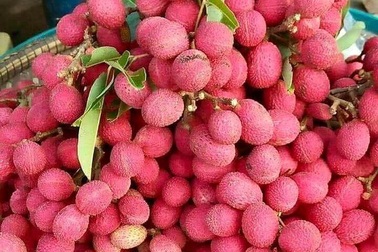 Quả rừng đỏ au: Món lạ dầm muối ớt lên cơn sốt quà vặt