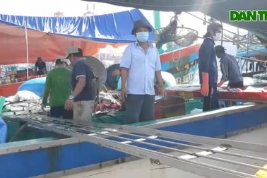 Tàu cá trúng đậm mẻ cá ngừ sọc dưa 50 tấn, chủ tàu kiếm 1 tỷ đồng