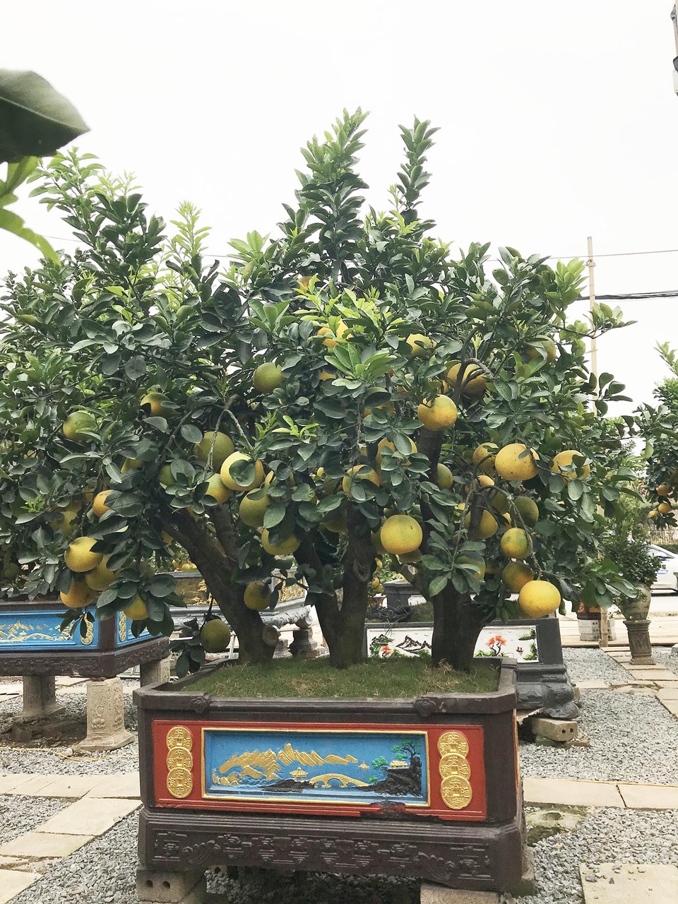 Đeo lúc lỉu 300 quả trên cây: Bưởi cảnh khổng lồ hét giá 100 triệu đồng - 1 Đeo lúc lỉu 300 quả trên cây: Bưởi cảnh khổng lồ hét giá 100 triệu đồng - 1