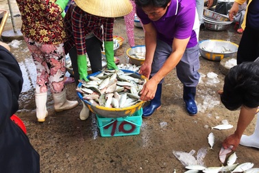 Nhộn nhịp chợ cá Phước Hải - Bà Rịa