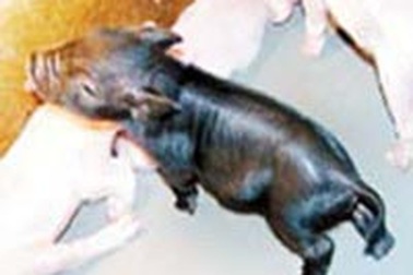 Trung Quốc nhân bản vô tính lợn thành công 