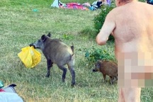 Đề xuất tiêu diệt con lợn ăn trộm đồ của du khách khỏa thân