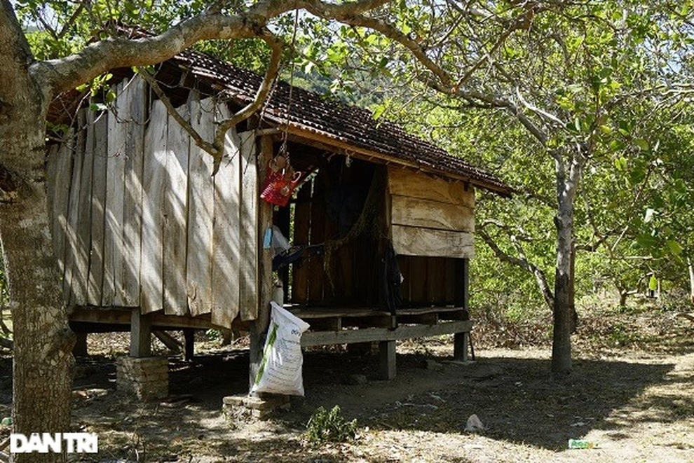 Dân trồng rẫy trên đất rừng phòng hộ: Chính quyền khó khăn thu hồi - 3 Dân trồng rẫy trên đất rừng phòng hộ: Chính quyền khó khăn thu hồi - 3