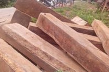 Thu giữ số lượng lớn gỗ giáng hương gần sông Sê Pôn