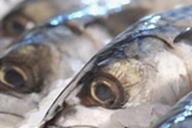 Bổ dưỡng từ… đầu cá