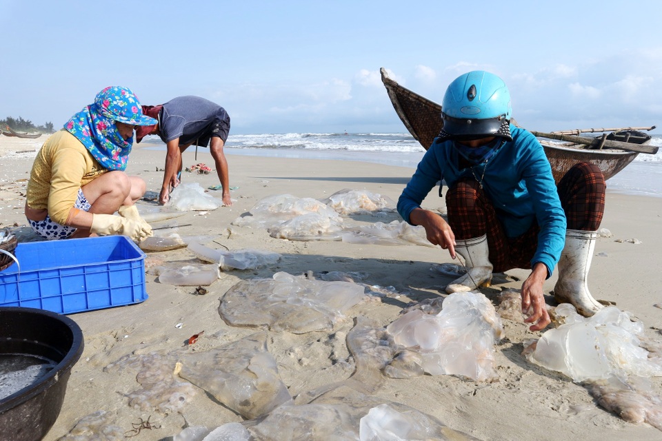 Ngư dân Quảng Nam phấn khởi được mùa lộc biển - 1 Ngư dân Quảng Nam phấn khởi được mùa lộc biển - 1