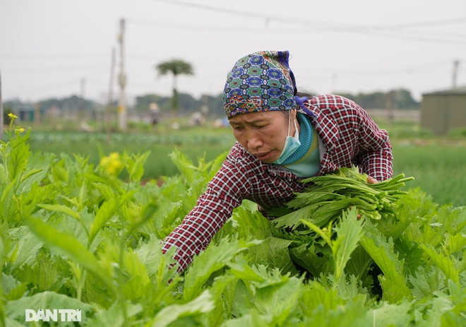 Nông dân ở Hà Nội khóc ròng vì rau xanh rớt giá thê thảm, khó tiêu thụ - 4 Nông dân ở Hà Nội khóc ròng vì rau xanh rớt giá thê thảm, khó tiêu thụ - 4