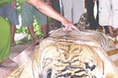 Bất ngờ khi giám định con cọp trong tủ cấp đông