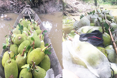 Bán 1 kg mít Thái, người dân lỗ bao nhiêu tiền?