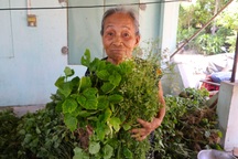 Nghề "hái lá ăn tiền" ở vựa thuốc nam