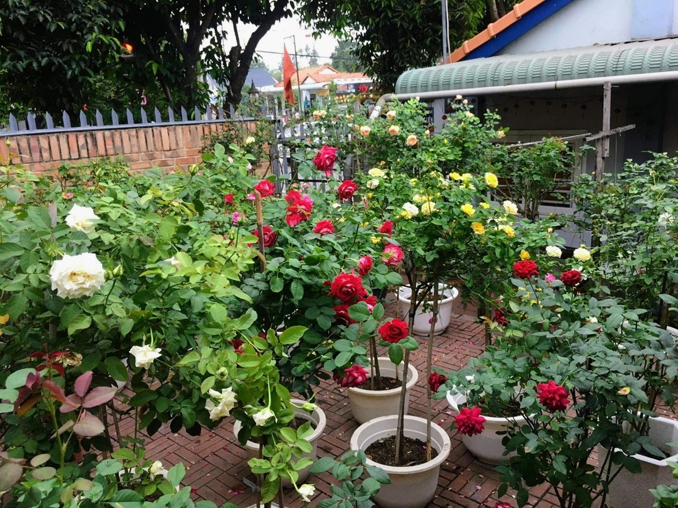Vườn hồng rực rỡ, ngát hương của vợ chồng U80 Bình Dương - 1 Vườn hồng rực rỡ, ngát hương của vợ chồng U80 Bình Dương - 1