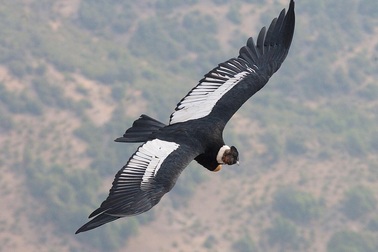 Thần ưng bay hơn 160km không cần… vỗ cánh một lần