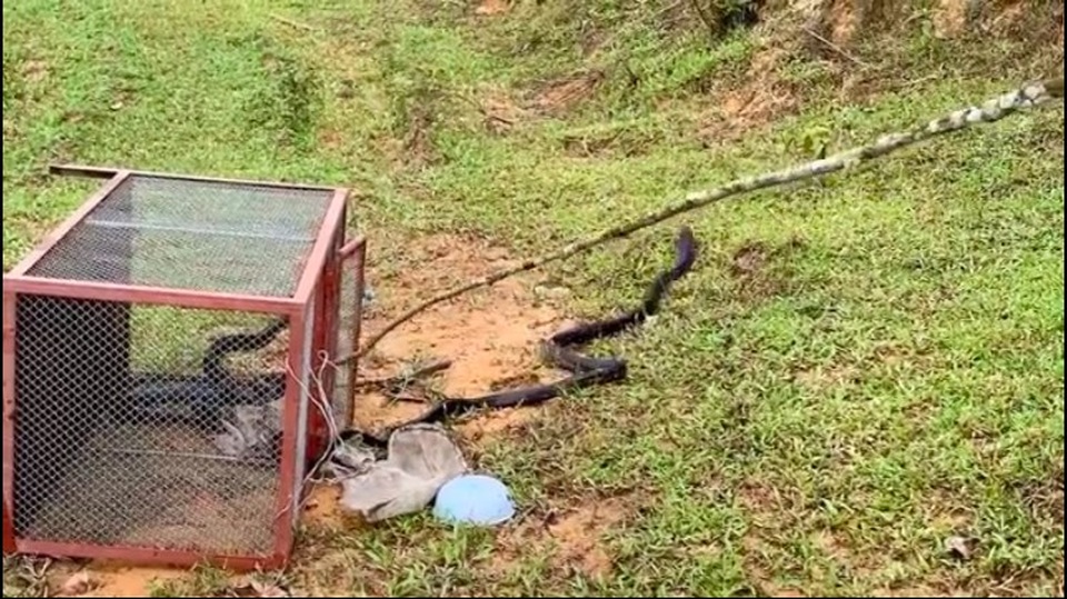 Bàn giao cá thể Voọc Lào quý hiếm cho trung tâm cứu hộ linh trưởng - 2 Bàn giao cá thể Voọc Lào quý hiếm cho trung tâm cứu hộ linh trưởng - 2