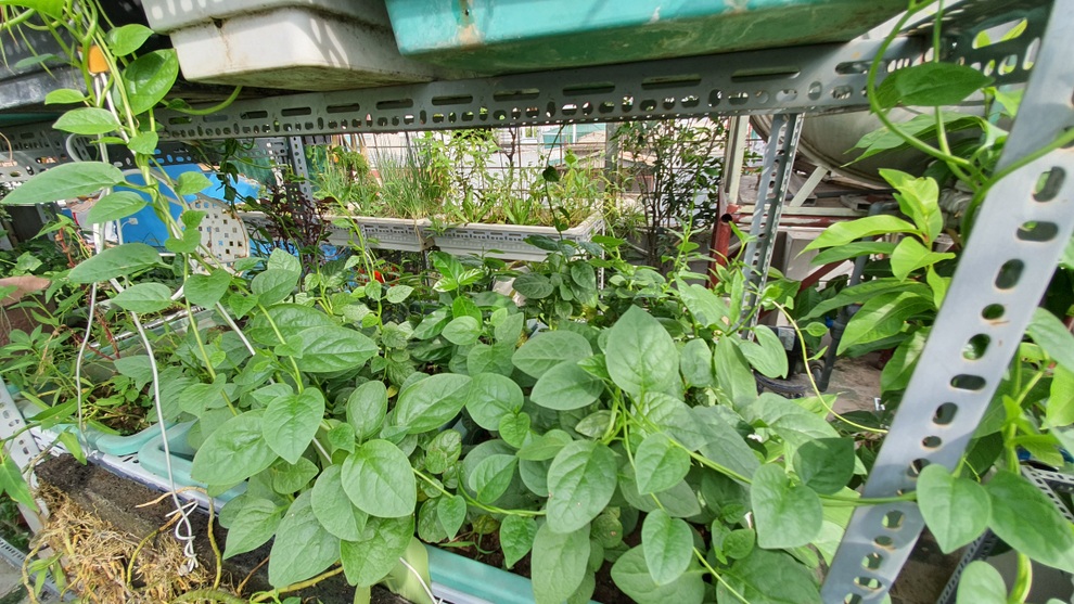 Kỹ sư làm vườn sân thượng xanh mướt, rộn ràng tiếng chim giữa lòng Thủ đô - 5 Kỹ sư làm vườn sân thượng xanh mướt, rộn ràng tiếng chim giữa lòng Thủ đô - 5