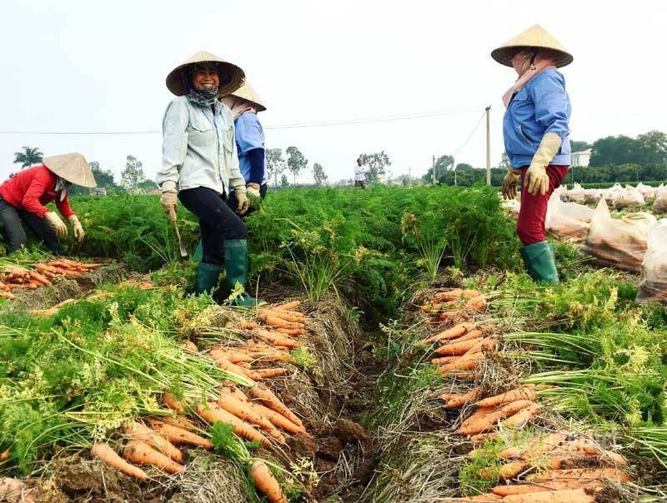 Cánh đồng 100 tỷ đồng rực một màu đỏ hiếm có Việt Nam - 6 Cánh đồng 100 tỷ đồng rực một màu đỏ hiếm có Việt Nam - 6