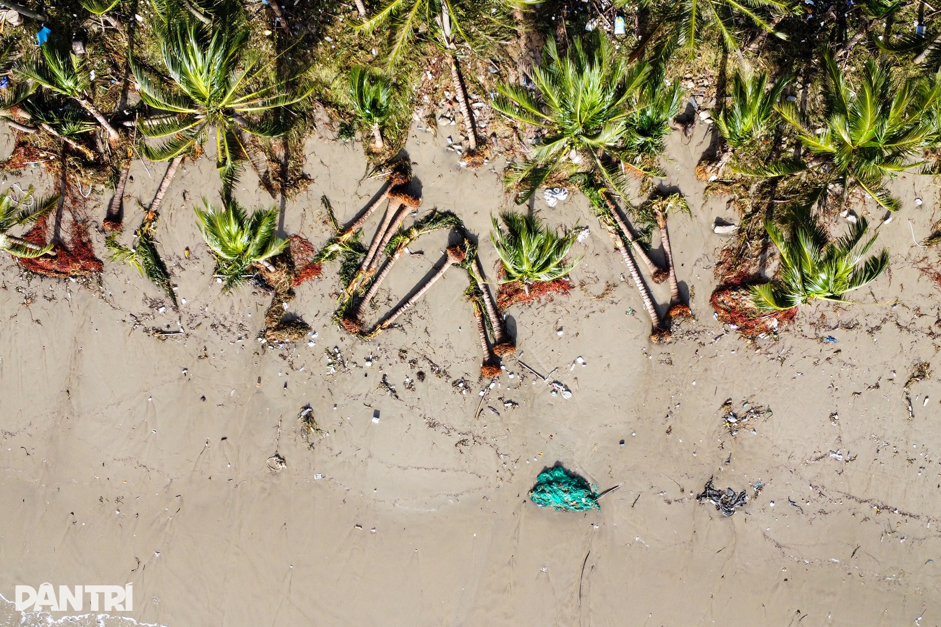 Cây nằm như ngả rạ, đường phố Đà Nẵng ngập rác sau bão số 13 Kalmaegi - 5 Cây nằm như ngả rạ, đường phố Đà Nẵng ngập rác sau bão số 13 Kalmaegi - 5