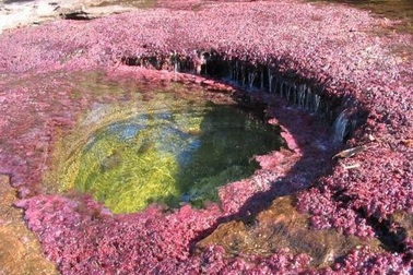 "Dòng sông cầu vồng" kỳ lạ tại Colombia