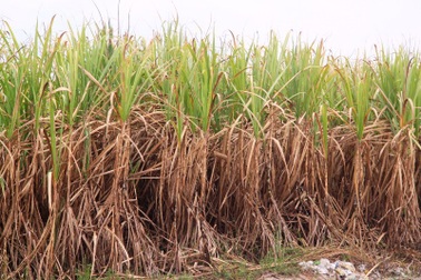 Bình Định kêu gọi nhà máy đường An Khê mua mía “cứu” nông dân