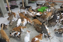 Quý ông giải cứu chó mèo