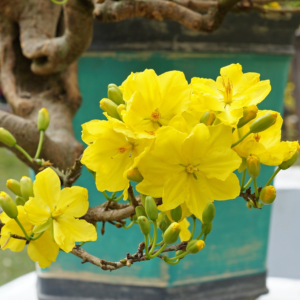 Khám phá 7 loại cây hút tài lộc để đón Tết Nguyên đán rực rỡ - 4 Khám phá 7 loại cây hút tài lộc để đón Tết Nguyên đán rực rỡ - 4