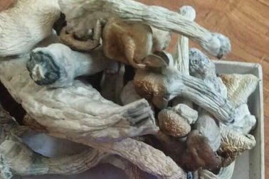 Nấm thức thần và nhiều loại ma túy mới bủa vây giới trẻ Thủ đô