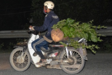 Xe máy chở gỗ lậu vượt trạm như... bỡn!